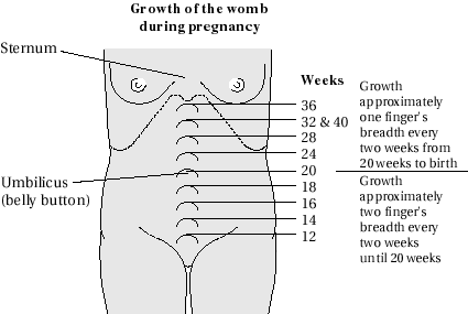 [Afbeelding: womb-12-40wks.gif]