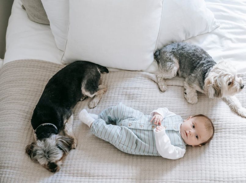 Baby en huisdier: hoe ga je ermee om?