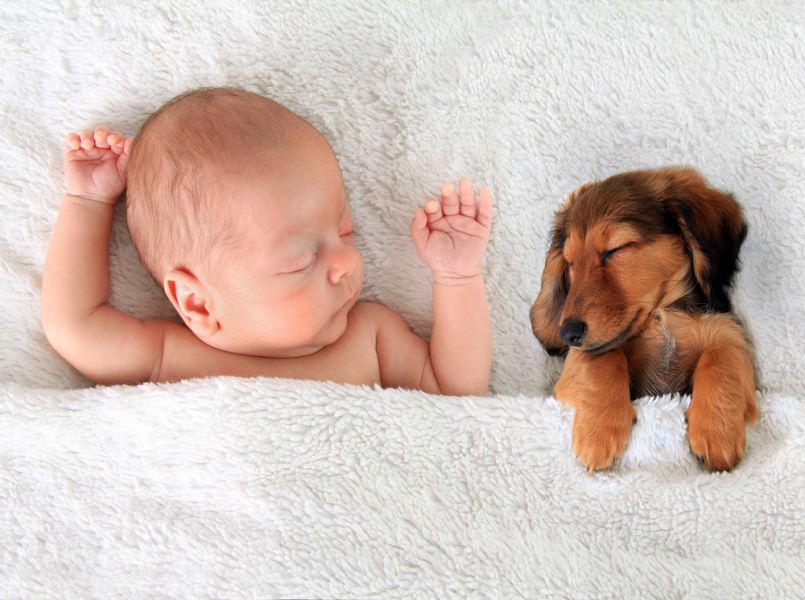 Zó bereid je je huisdier voor op de komst van de baby