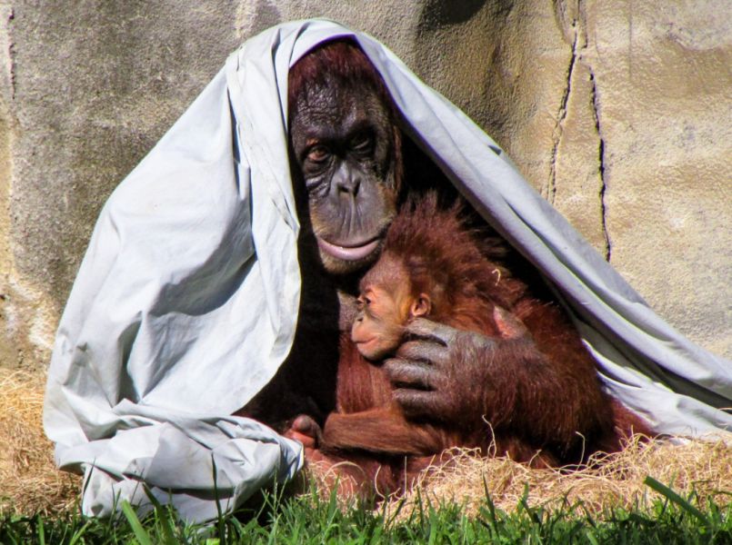 Schattig: verzorgster leert orang-oetan borstvoeden